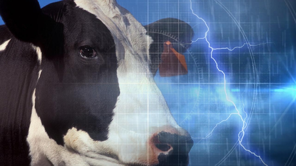 Farmer finds 32 cows killed by lightning strike WOAI