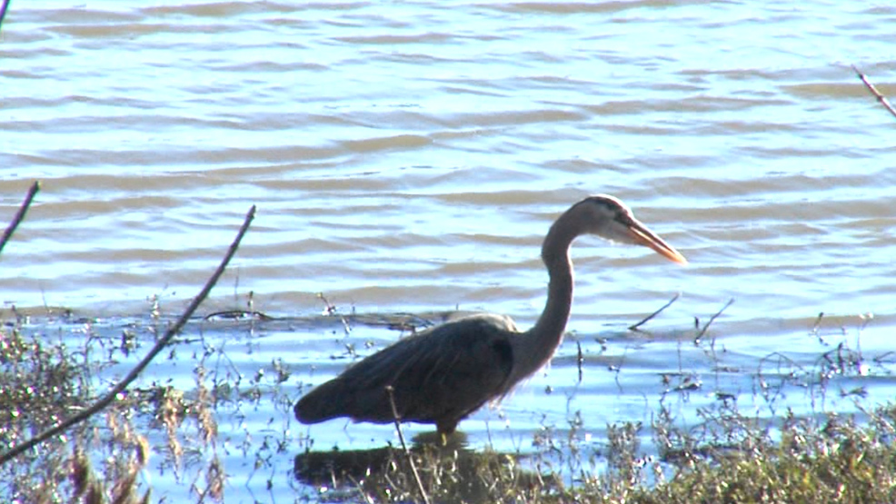 national audubon societys 128 annual christmas bird count coming to macon - Audubon Christmas Bird Count national audubon societys 128 annual christmas bird count coming to macon - Audubon Christmas Bird Count