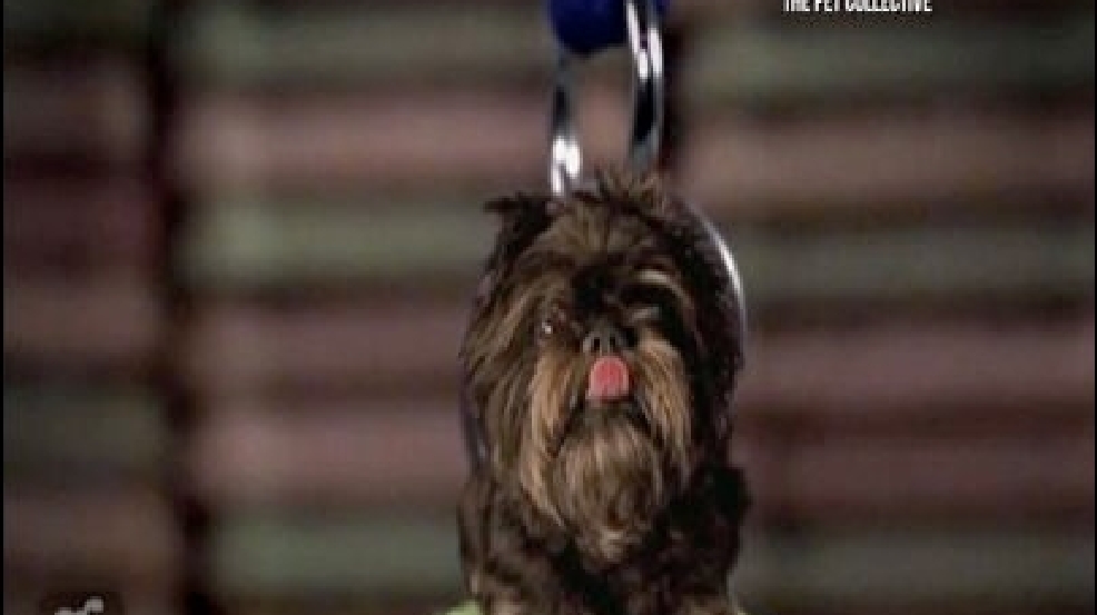 130929_wrecking_dog.jpg