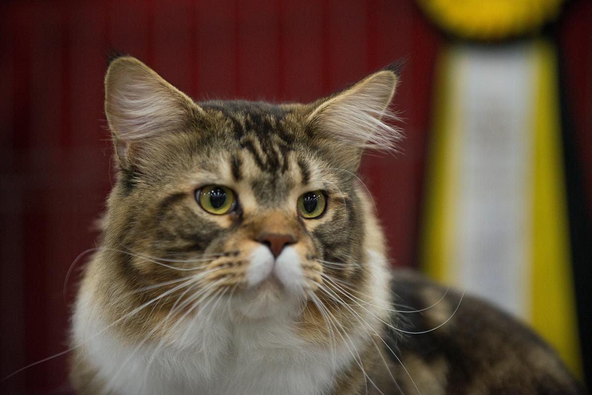 Photos Pawsitively stunning felines of the CFA International Cat Show
