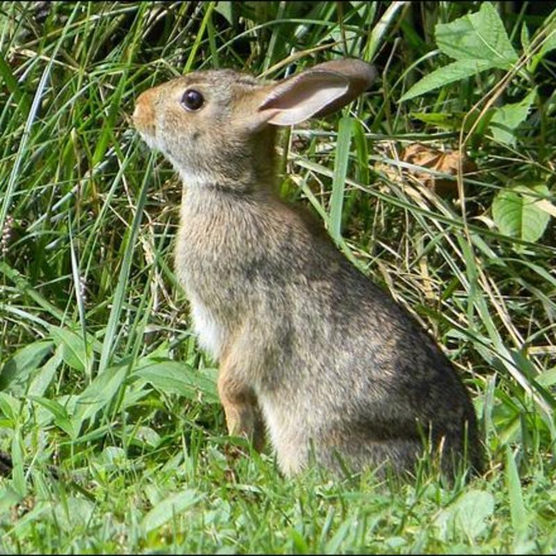 Kids And Pets Touching Wild Rabbits Can Be Deadly Wics