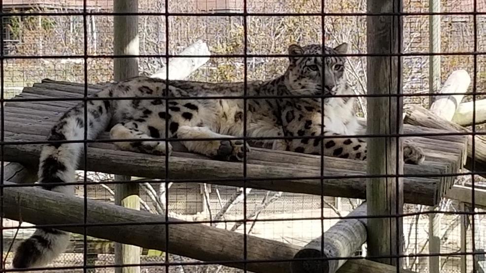 Seneca Park Zoo new snow leopard WHAM