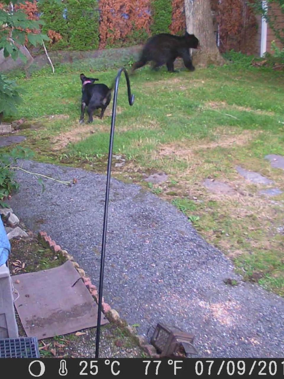 Fearless Pup Launches Itself At Black Bear In New Jersey Backyard