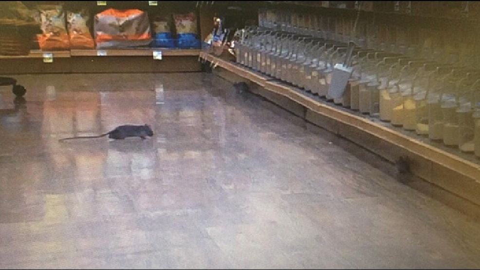 rat store