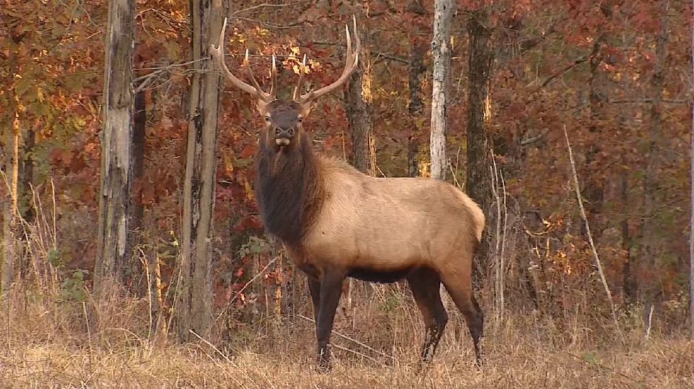 Officials trumpeting return of elk to West Virginia WCHS