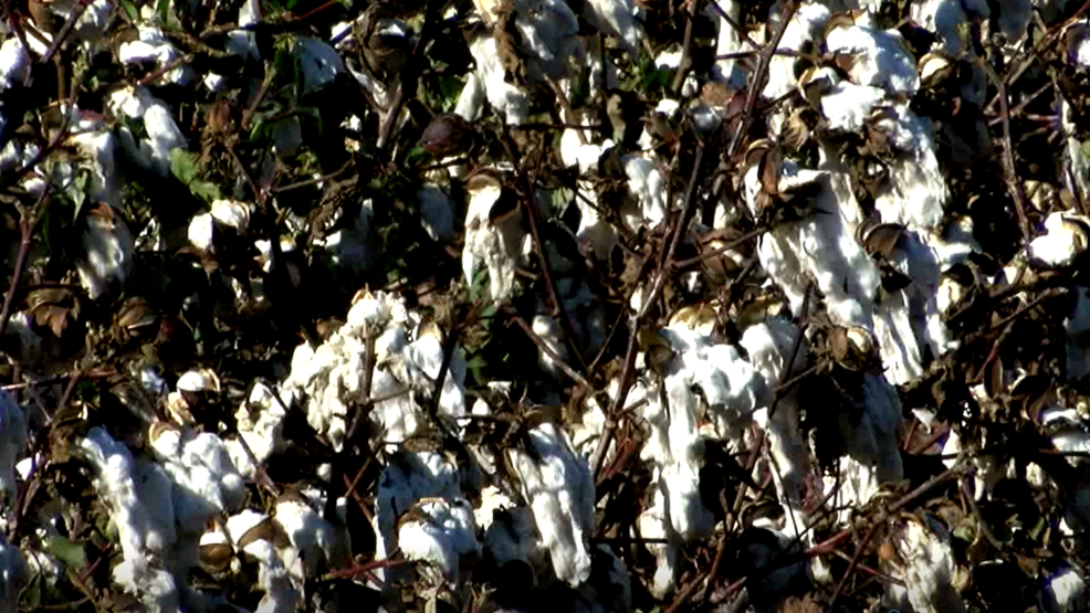 Severe rain negatively impacts cotton crop across TX Panhandle KVII