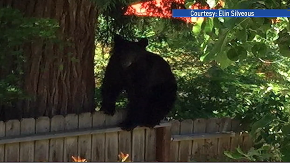 Bear Sightings Reported in Ashland KTVL