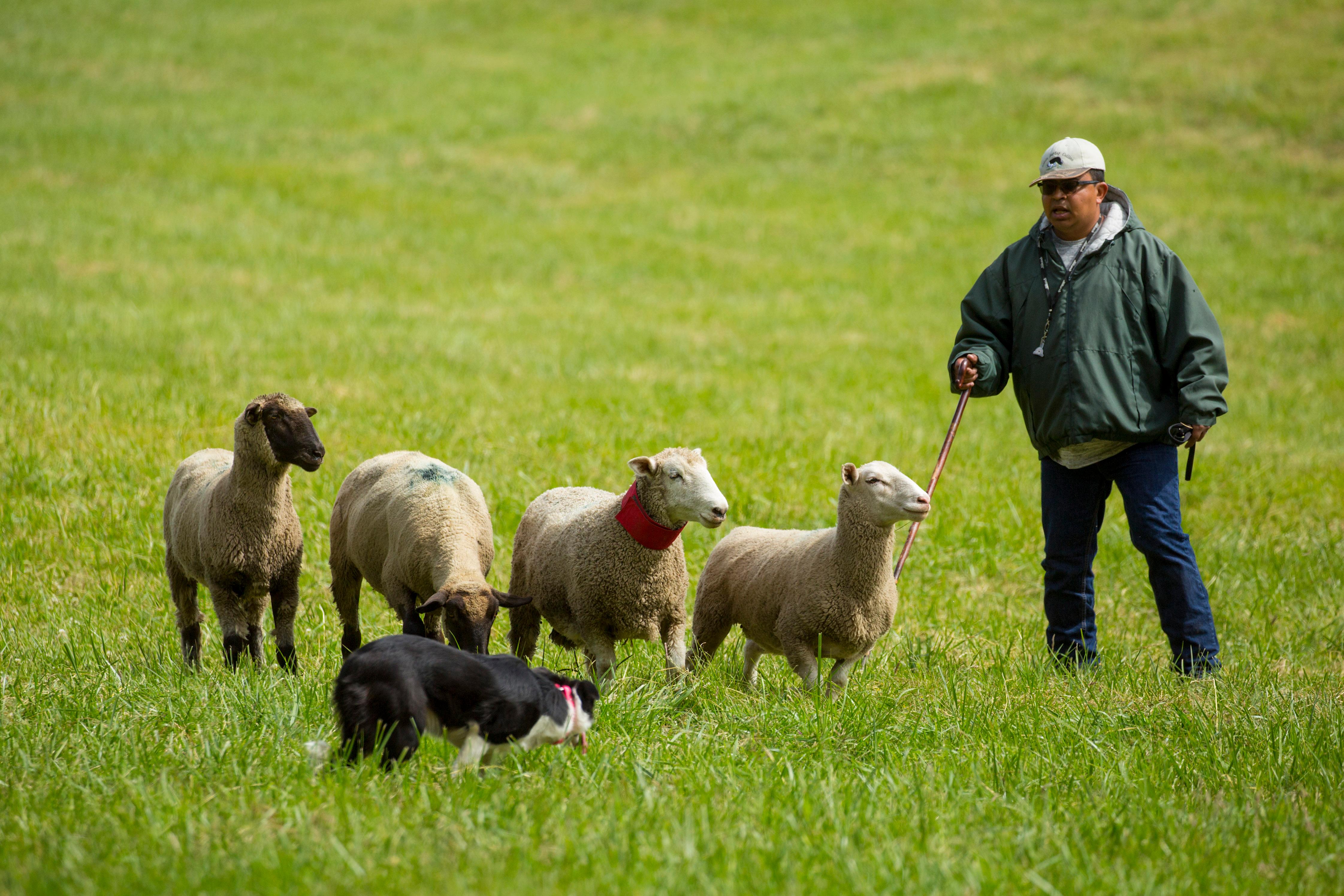 photos-vashon-sheepdog-classic-brings-out-lean-mean-herding-machines