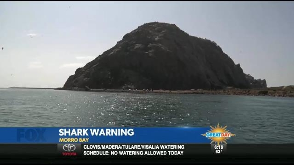 Morro Bay Shark Sighting Forces Beach Evacuation KMPH