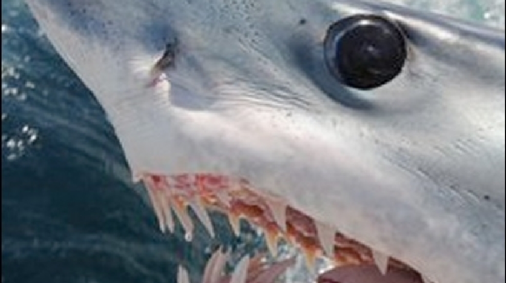 140730_shark.jpg