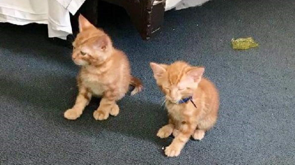 Kittens found dumped inside Las Vegas Strip motel room KSNV