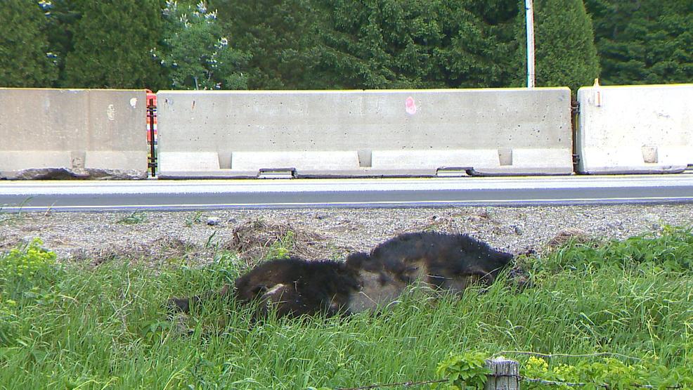 DNR: Bear sightings have become common for Northeast Wisconsin