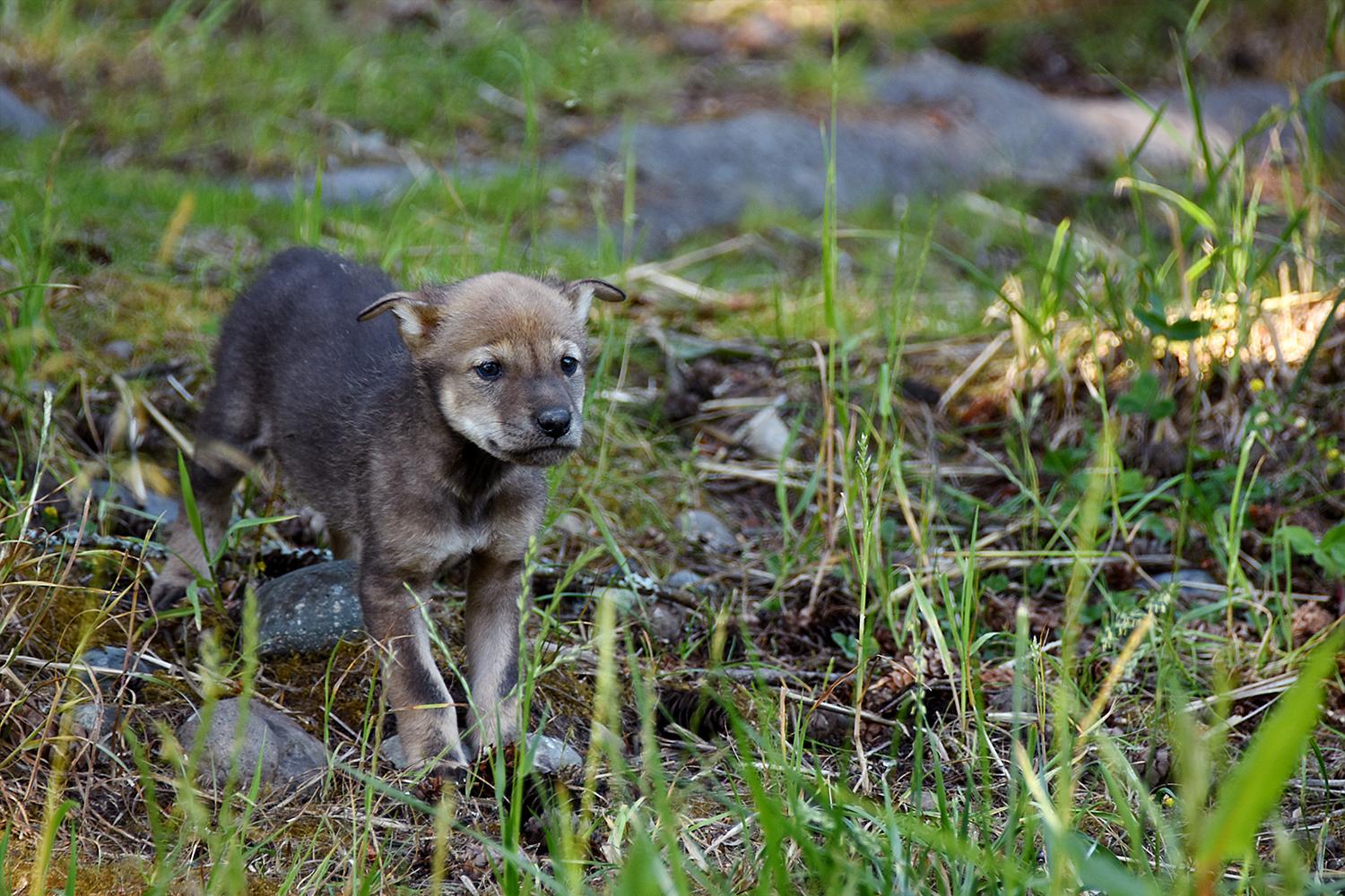 Photos: Meet the adorable (& endangered) Red Wolf Pups at Point