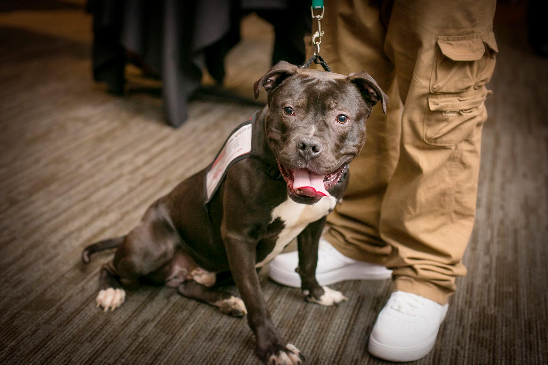 You'll Want To Adopt A Pet After Peeping These SPCA Fur Ball Pics