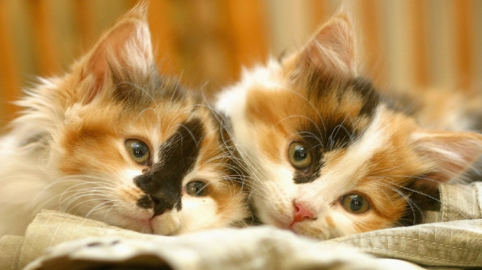 Discount cat adoptions available throughout June KFOX