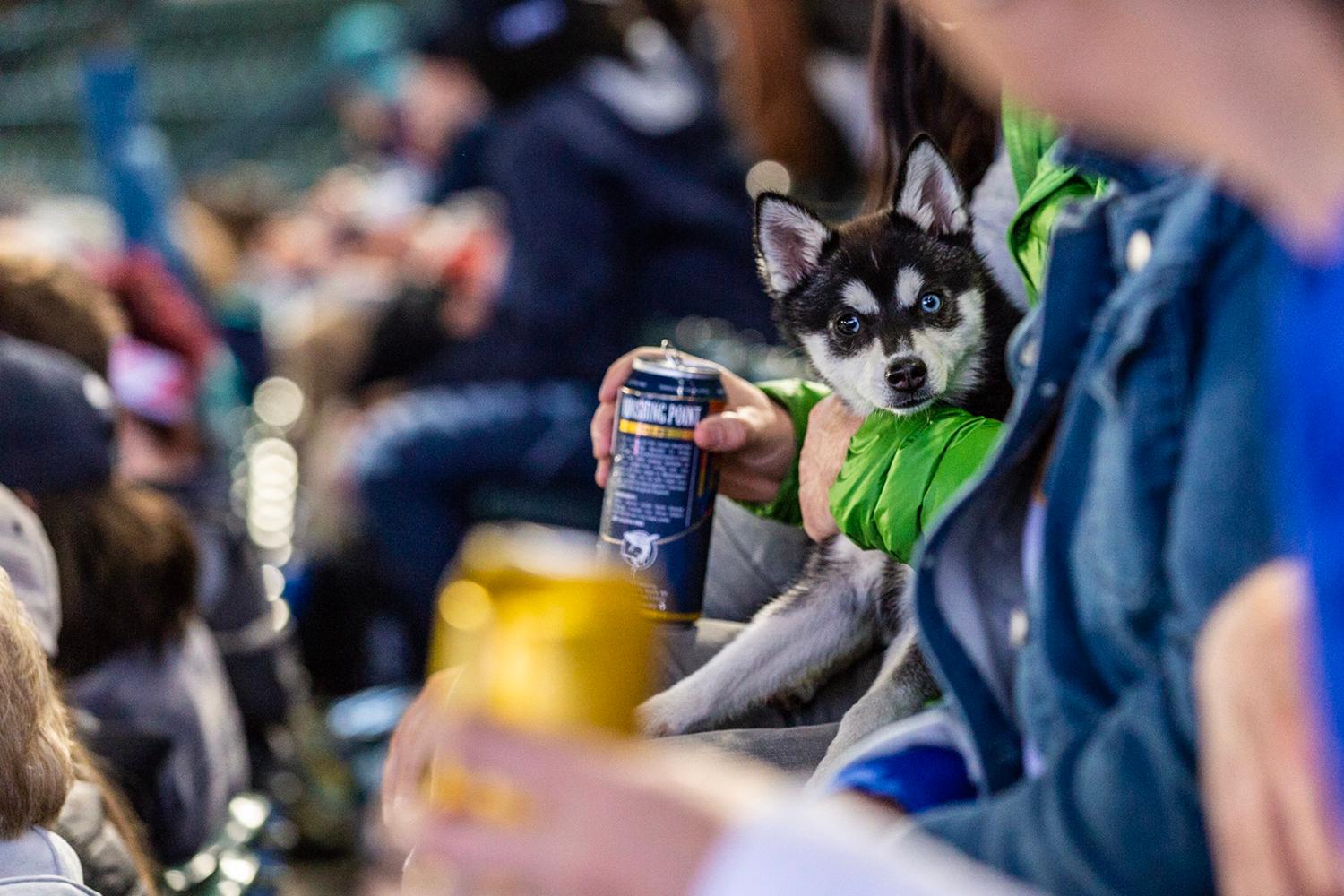 Photos Dogs steal the spotlight at Mariners' first Bark at the Park of