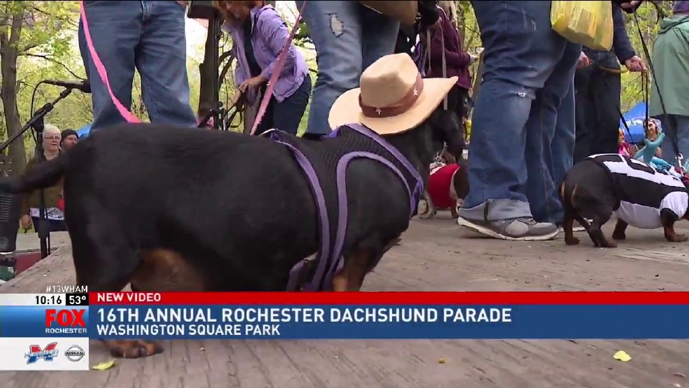 16th annual Rochester Dachshund Parade held at Washington Square Park
