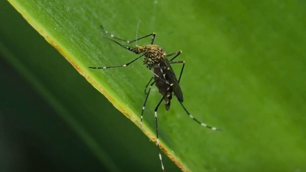 4 Michigan counties to be sprayed to fight mosquito virus WPBN