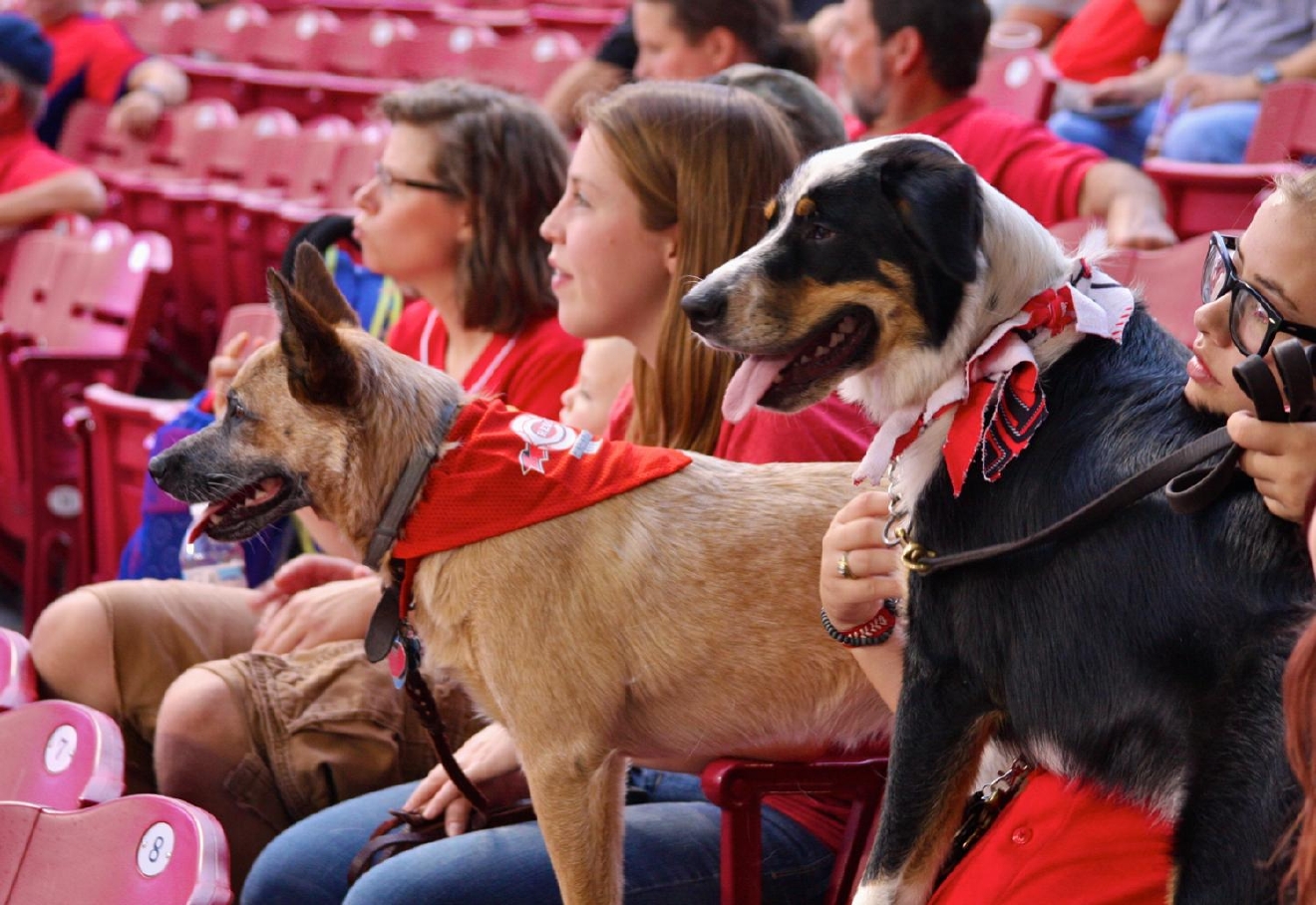 Photos Bark In The Park Cincinnati Refined