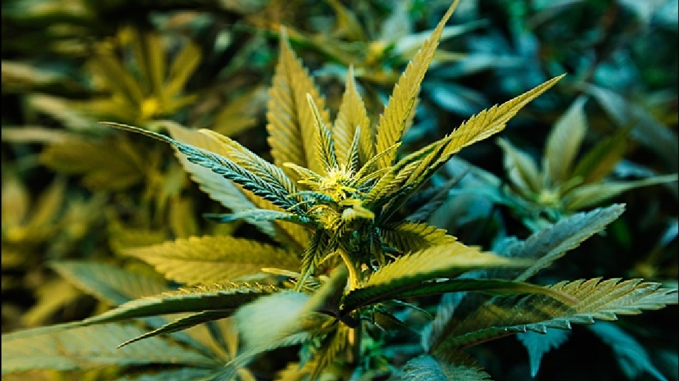 140421_marijuana_660.jpg