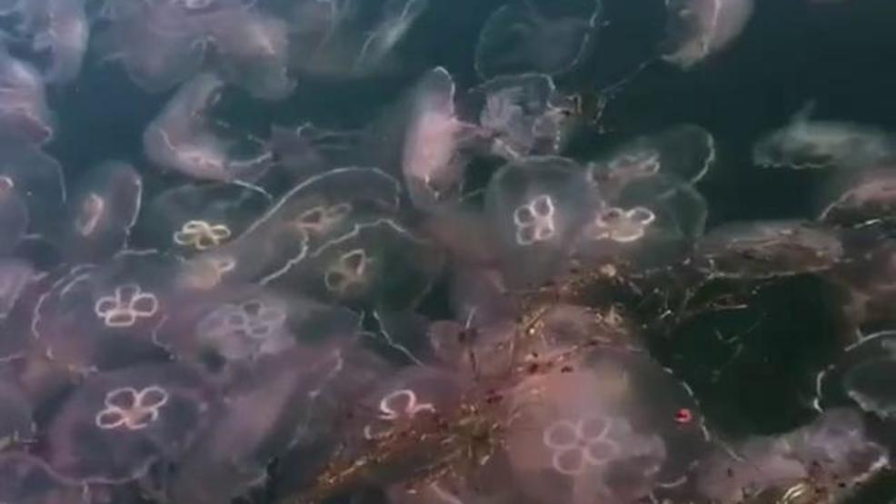 WATCH Dozens of jellyfish spotted near Destin Coast Guard Station WEAR