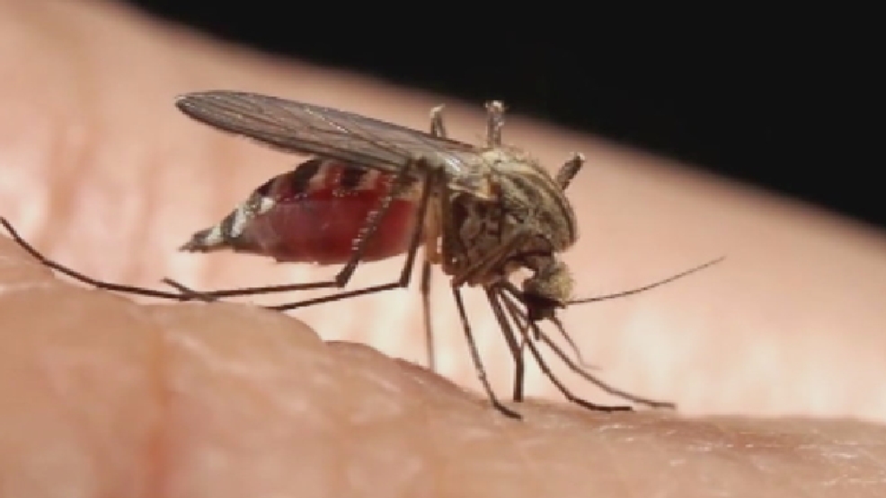 Who do mosquitoes bite the most? KGAN