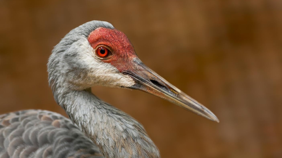 Sandhill Crane Festival to Celebrate 25th Anniversary WTVC