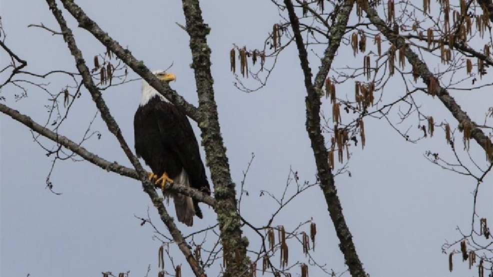 Photos Majestic bald eagle sighting in Shoreline KOMO