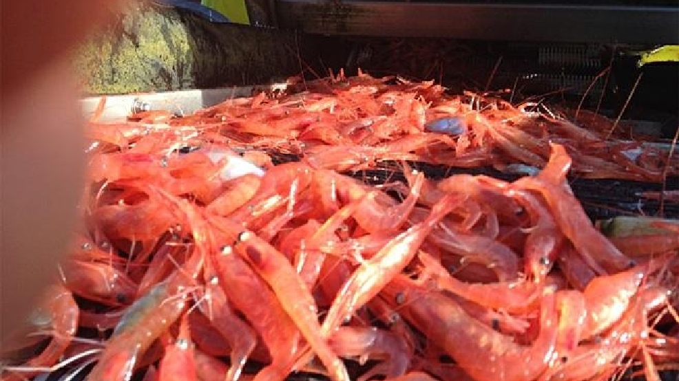 Pink shrimp season kicks off on the Oregon Coast KVAL