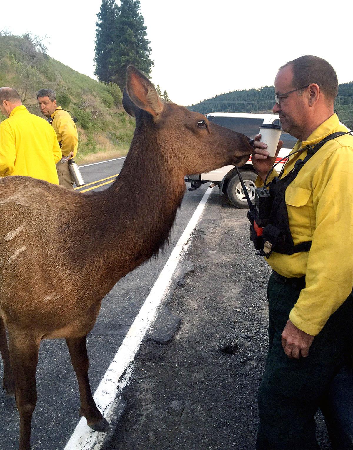 Affectionate elk nuzzles firefighters working to tame wildfire near Cle Elum Affectionate elk nuzzles firefighters working to tame wildfire near Cle Elum