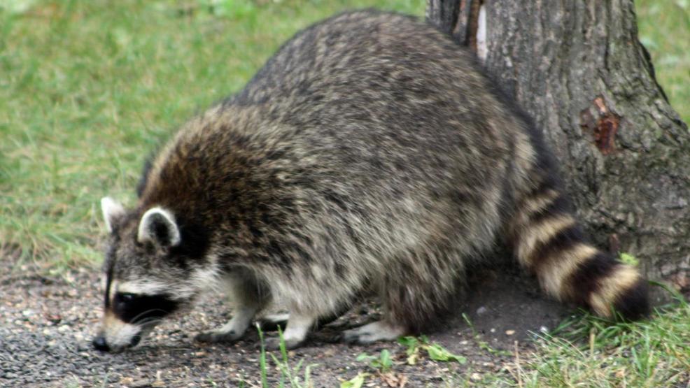 Raccoon tests positive for rabies in Anne Arundel County - Fox Baltimore thumbnail