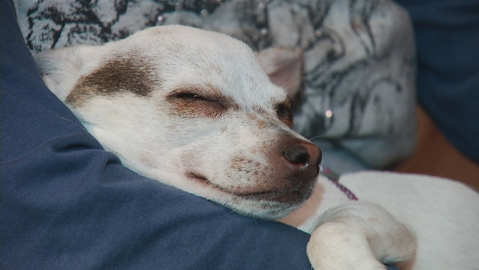 Only on 10 NBC 10 viewer in Florida donates puppy to victims of deadly