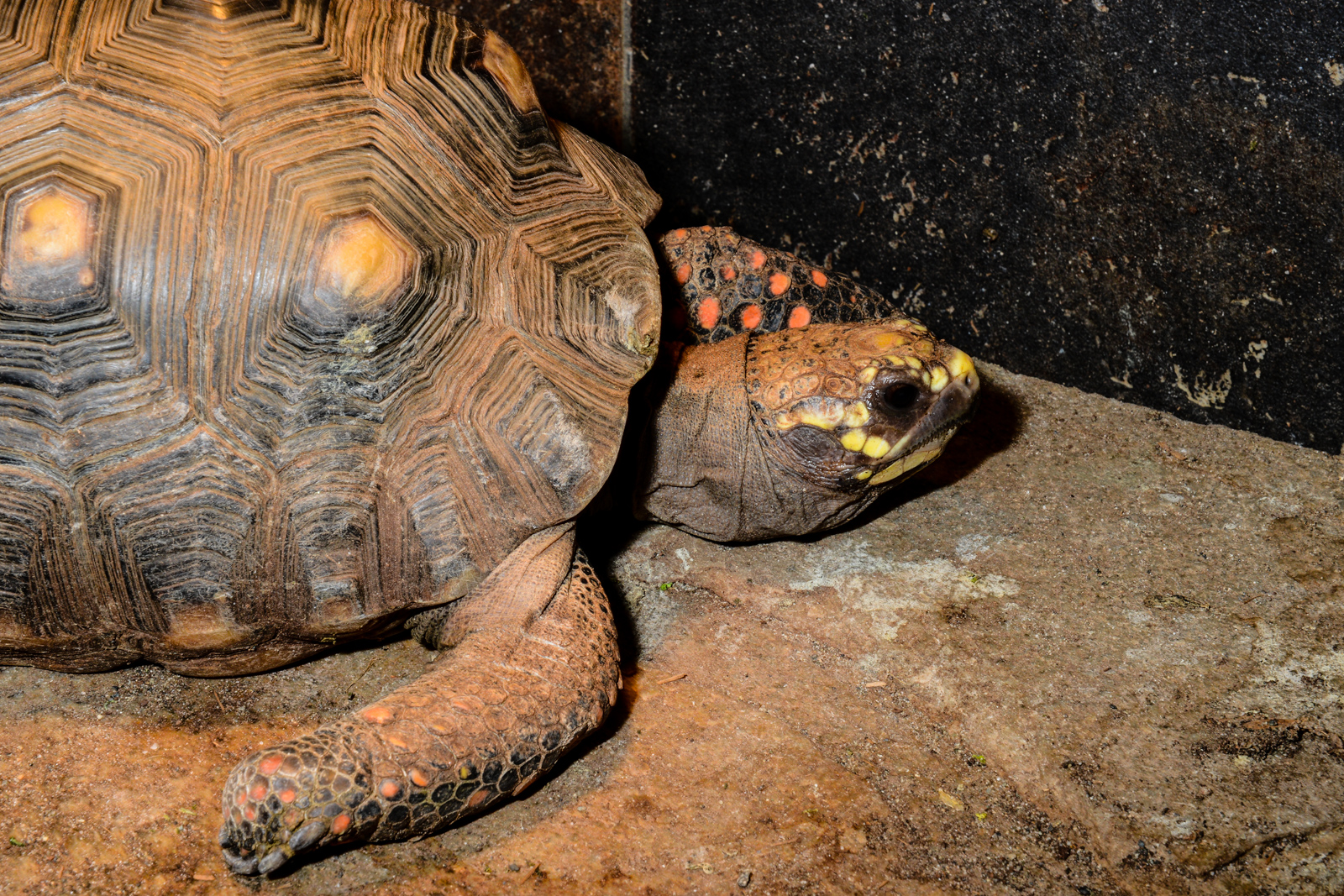 A day trip out to Monroe's Reptile Zoo Seattle Refined