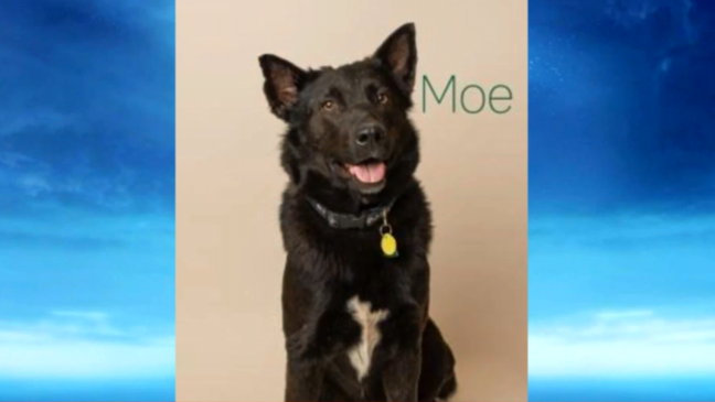 Adopt a Pet: Moe