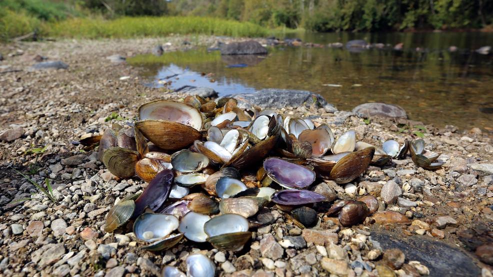 Scientists seeking cause of huge freshwater mussel die-off - WWMT-TV