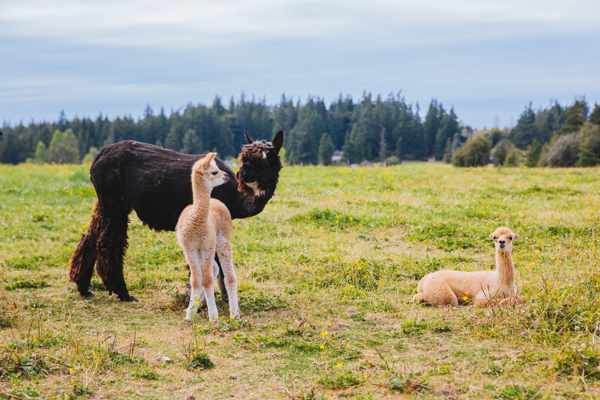 RUFFined Spotlight Solcita & Lana Linda the Baby Alpacas Seattle Refined