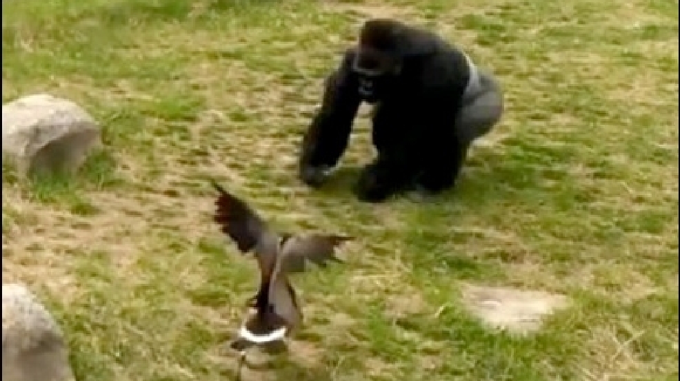 130416_gorilla.jpg