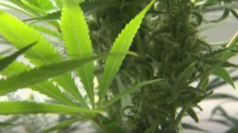 Illegal marijuana grows taking root in Kern County - Bakersfield Now