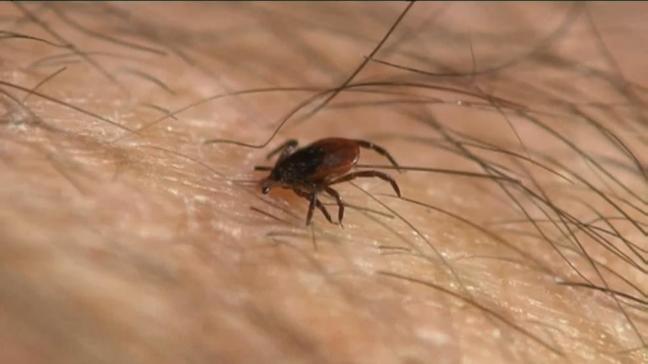 Illnesses from ticks, mosquitoes, and fleas on the rise across U.S. and in Ohio