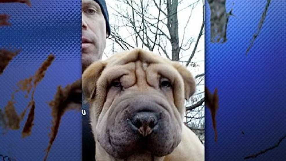 puppy stores in nh dognapping 4 arrested in theft of 13 pricey puppies from new hshire pet puppy stores in nh dognapping 4 arrested in theft of 13 pricey puppies from new hshire pet