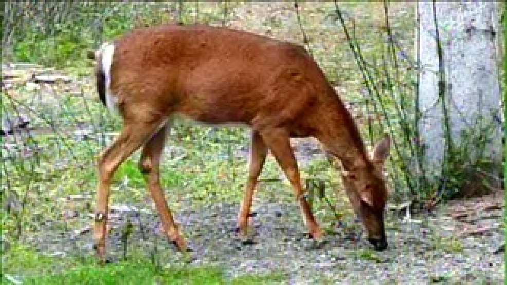 Late antlerless firearm deer season set to start in Michigan WWMT