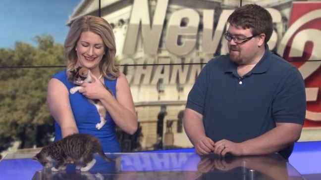 Kittens now up for adoption at Animal Protective League  