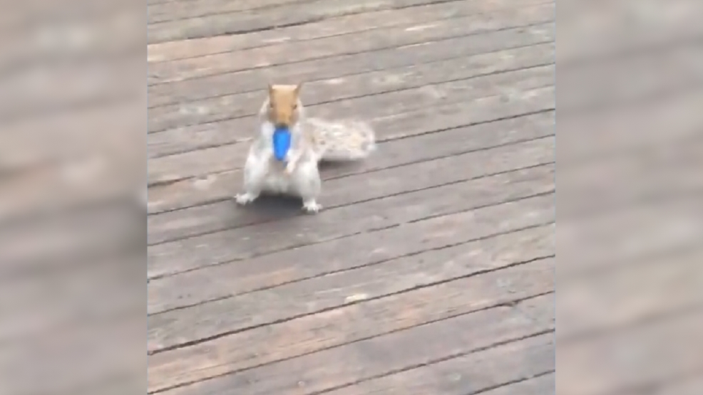 A 'bulb bandit' squirrel stole 150 Christmas lights in 24 hours. But