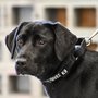 CIA fires dog from bomb-sniffing program because she just wants to play
