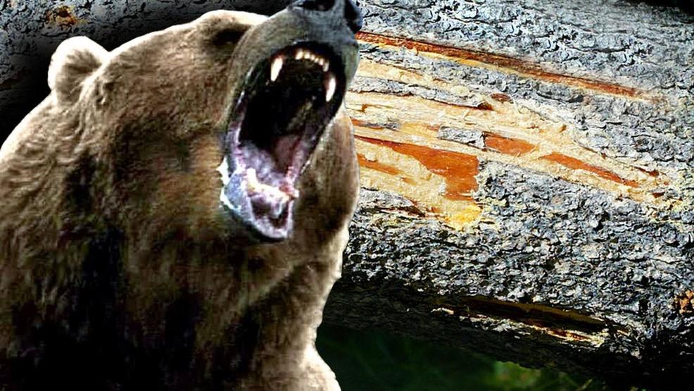Utah Teen Survives Grizzly Bear Attack In Montana With Minor Injuries Kutv 5650