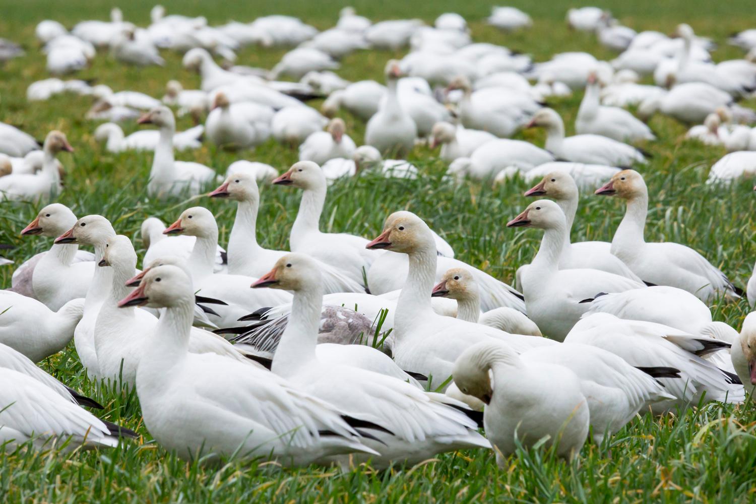 Photos Thousands of snow geese migrate from Siberia & Alaska to Skagit