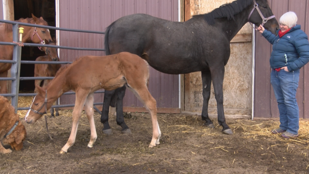 Wsu Vet School >> Finley Family Praises Wsu Vet School For Saving Newborn Wsu Vet School >> Finley Family Praises Wsu Vet School For Saving Newborn