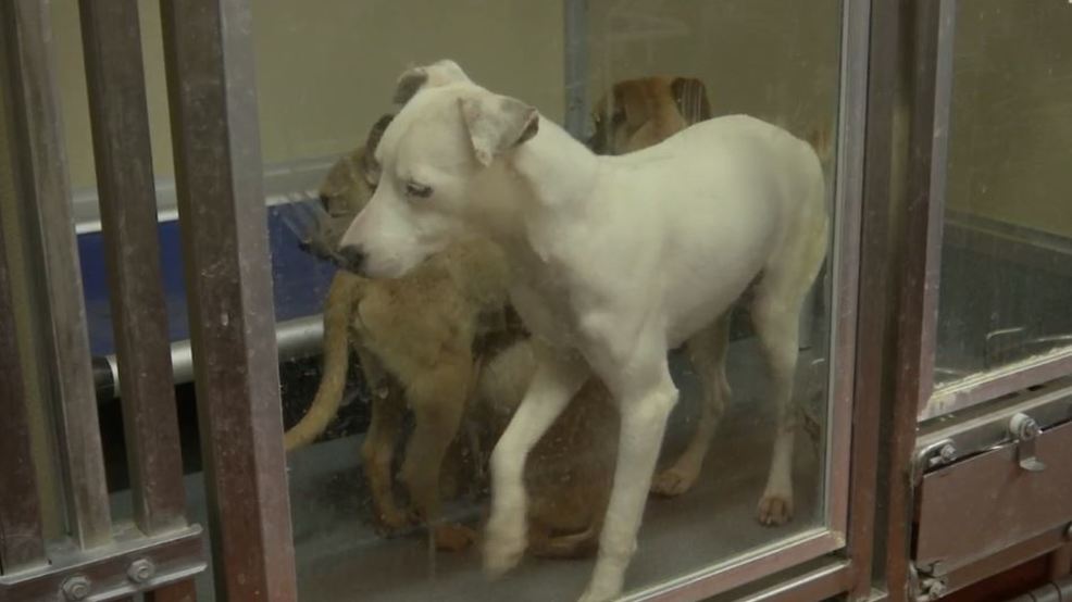 animal services of the mesilla valley