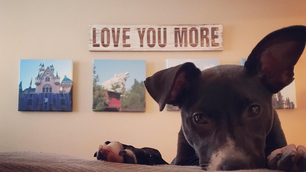 FDA issues alert about dangerous sweetener for dogs | WPEC