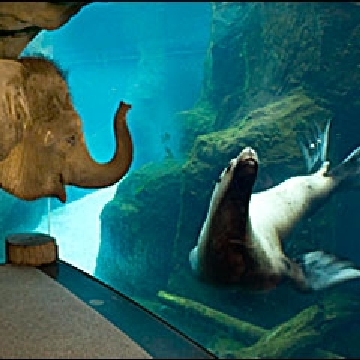 Baby Elephant Samudra Energized Herd At Zoo In First Year And Snow Kval